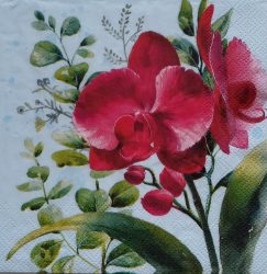 szalvéta  P9_L1105449