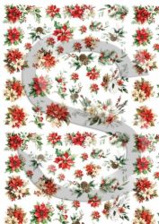 Mini mikulásvirágok