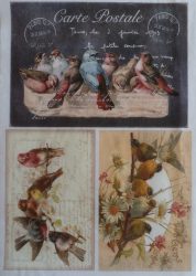 Vintage sorozat: Madarak