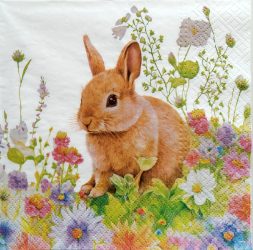 szalvéta  P55_sdl146400